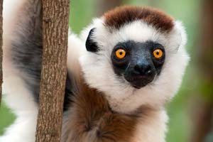 Lemur Lemur