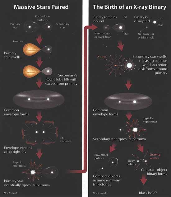 Utveckling av massiva dubbelstjärnor (Courtesy Icko Iben Jr, Alexander Tutukov and Don Dixon)